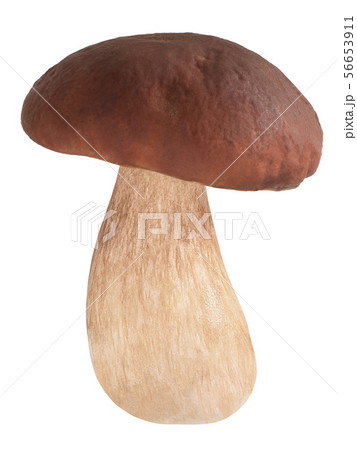 Cep porcino b. edulis mushroom, paths 56653911