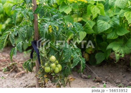 Tomato bush in the garden bed Tomato bush in the garden bed 56653952