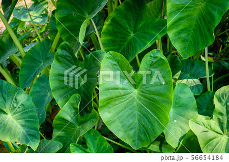 Caladium in natural Caladium in natural 56654184