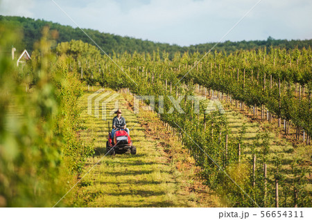 A mature farmer driving mini tractor outdoors in orchard. 56654311