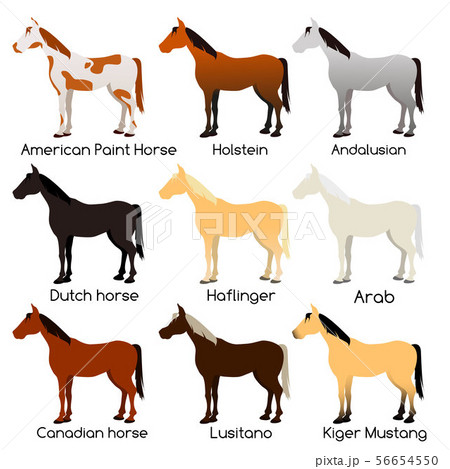 name of the horse breed.  56654550