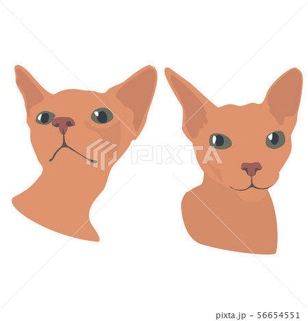 Cute, funny, two Cat Sphinx muzzle 56654551
