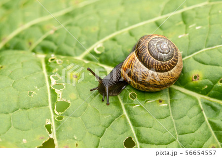 写真素材: Snail crawls on green leaf