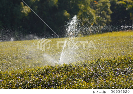 ティー 紅茶 茶 56654620