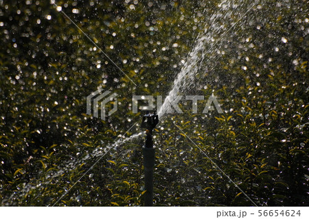 ティー 紅茶 茶 56654624