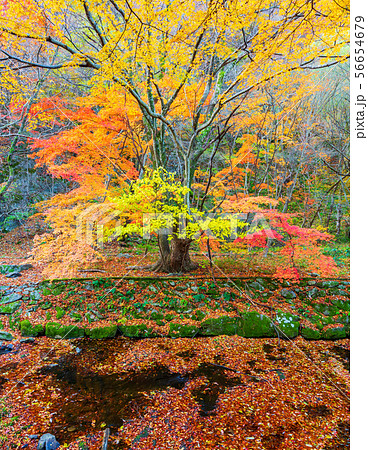 Autumn at Naejangsan Nationnal Park,South Korea. 56654679
