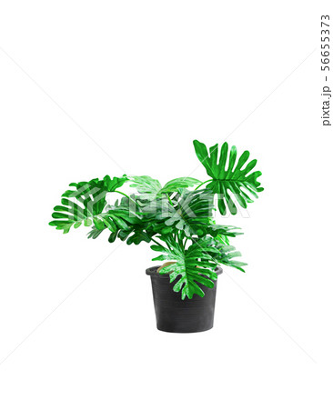 plastic tree philodendron xanadu ornamental plants 56655373