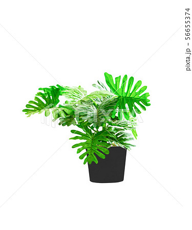 plastic tree philodendron xanadu ornamental plants 56655374