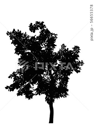 tree silhouettes beautiful isolated on white 56655378