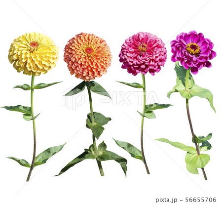 Beautiful colorful zinnia elegans flowers in bloom 56655706