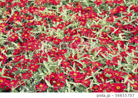 Beautiful red zinnia  flowers in bloom 56655707