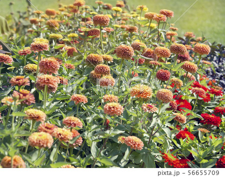 Beautiful colorful zinnia elegans flowers in bloom Beautiful colorful zinnia elegans flowers in bloom 56655709