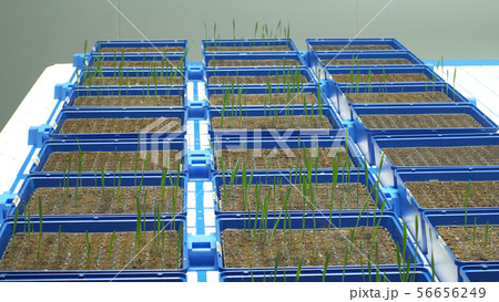 Greenhouse experimental cultivation technologically for scientific research of barley Hordeum Greenhouse experimental cultivation technologically for scientific research of barley Hordeum 56656249