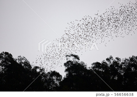 Bats flying in Gunung Mulu national park Bats flying in Gunung Mulu national park 56656638