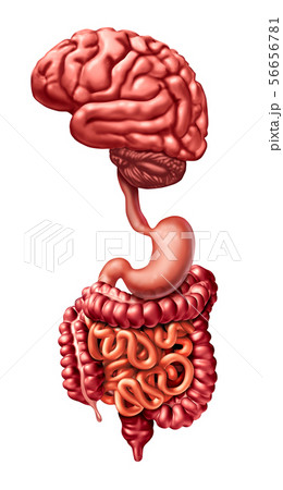 Brain Gut Connection 56656781