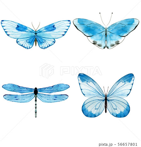 Butterflies 56657801