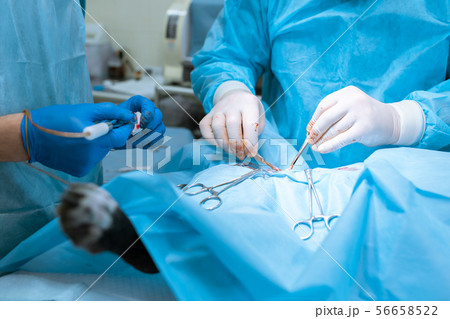 Dog sterilization surgery. Surgeons at work in vet Dog sterilization surgery. Surgeons at work in vet 56658522