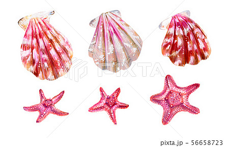 Set of sea shells of scallops and sea stars. 56658723