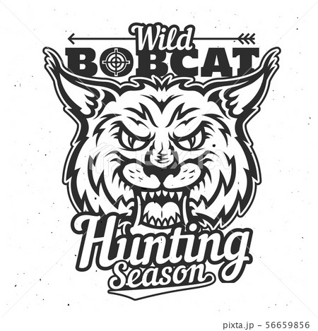 Wild bobcat hunt trophy animal, hunting season 56659856