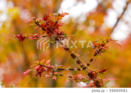 紅葉したニシキギに積る落葉 紅葉したニシキギに積る落葉 56660081