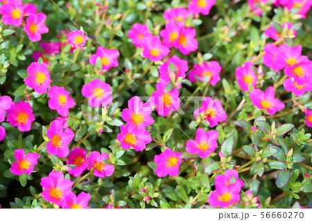 ポーチュラカの花の写真素材