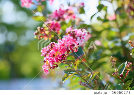 サルスベリの花 サルスベリの花 56660273