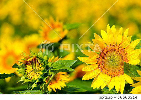 夏空に映えるひまわり 56660514