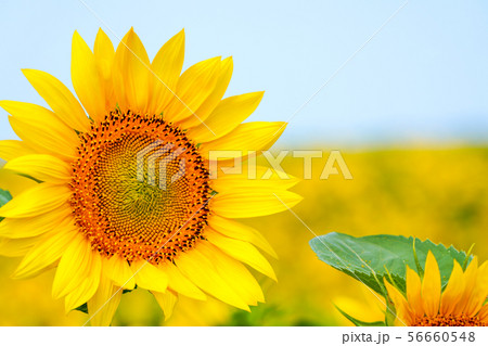 夏空に映えるひまわり 夏空に映えるひまわり 56660548