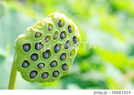 蓮　花托 56661924