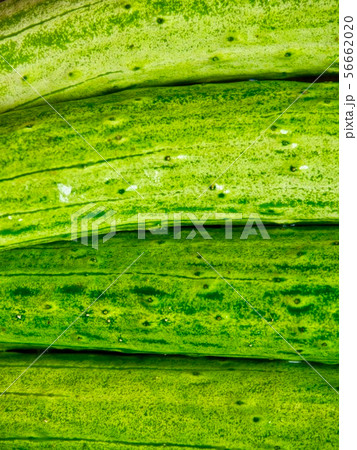 韓国 日本の キュウリ 56662020