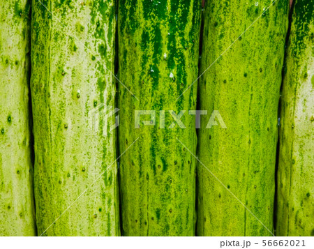 韓国 日本の キュウリ 56662021