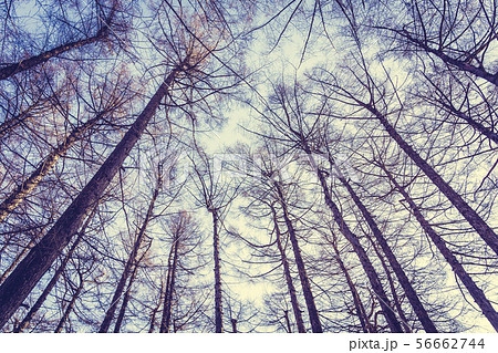 Beautiful landscape of low angel tree and branch with sky background Beautiful landscape of low angel tree and branch with sky background 56662744