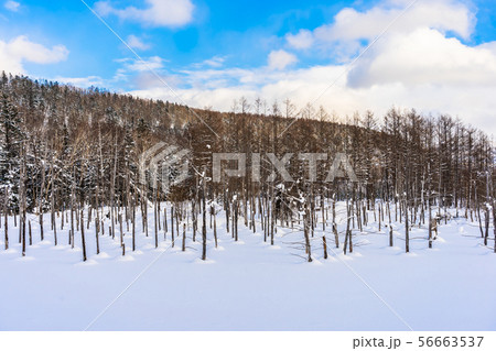 Beautiful outdoor nature landscape with blue pond tree branch in snow winter season Beautiful outdoor nature landscape with blue pond tree branch in snow winter season 56663537