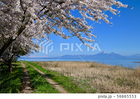 春の猪苗代湖と磐梯山（郡山市・湖南町） 56665553