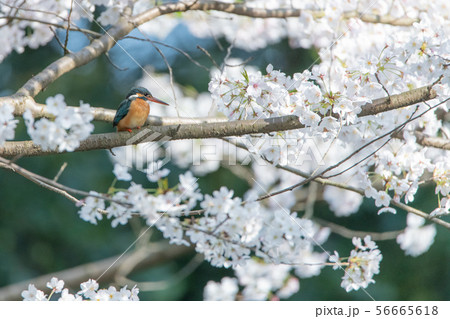 桜とカワセミ 56665618