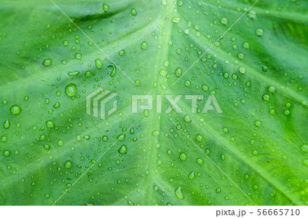 Green colocasia esculenta leaf Green colocasia esculenta leaf 56665710