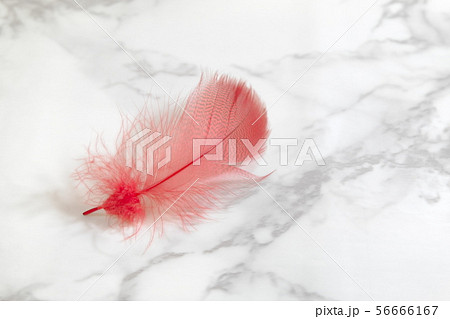 赤い羽根 56666167