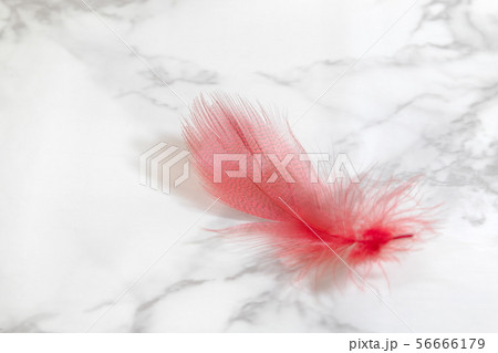 赤い羽根 56666179