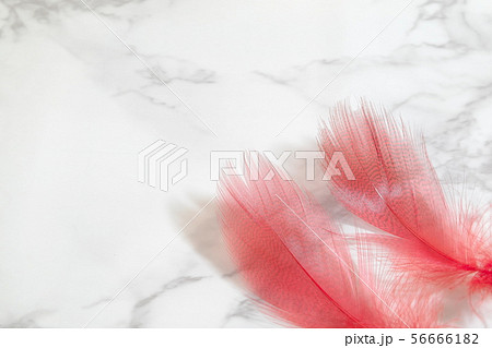 赤い羽根 56666182