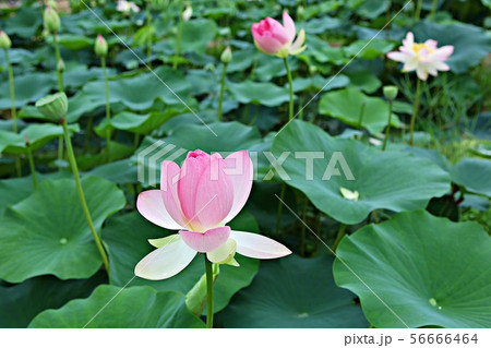 グァンゴクジ 始興市 生態公園 56666464