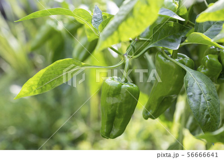 ピーマン 56666641