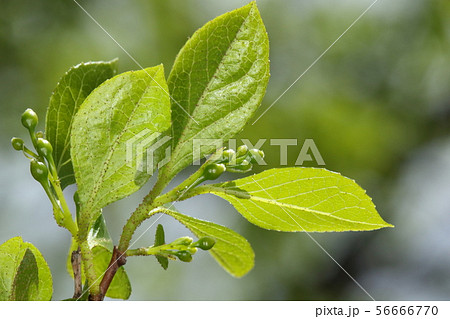自然　植物　エゴノキ、四月半ばの若葉と蕾。茶褐色の点々は星状毛、虫ではありません 56666770