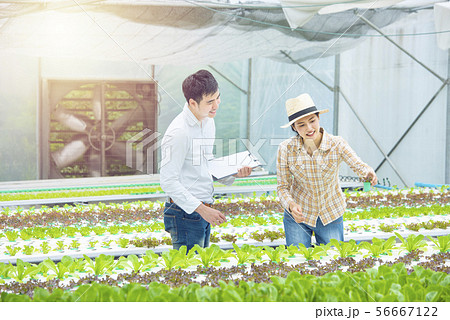 Asian women and men doing organic farming, 56667122
