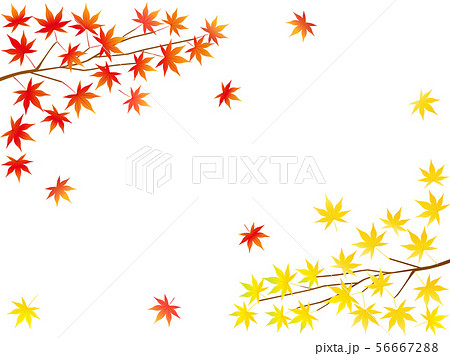 紅葉54 紅葉54 56667288