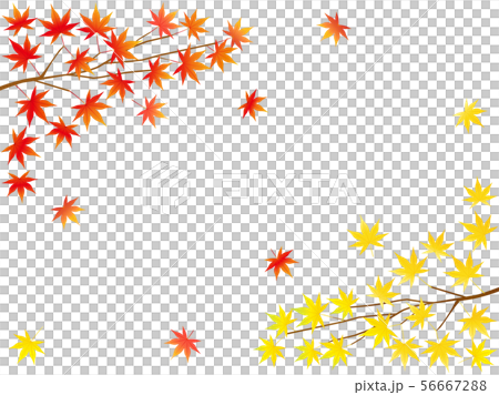 紅葉54 紅葉54 56667288