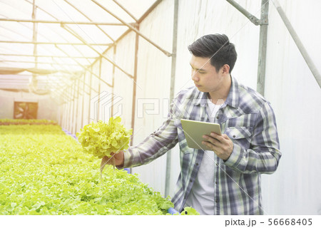 Organic asian man gardeners checking the roots of 56668405