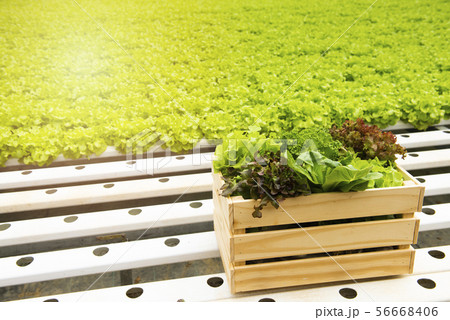 Green frillice iceberg lettuce with red oak in 56668406