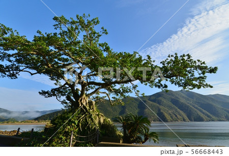 大きなガジュマルの木 56668443