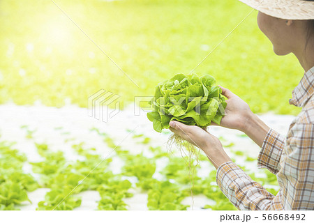 Hydroponics Organic Agriculture Farm System 56668492