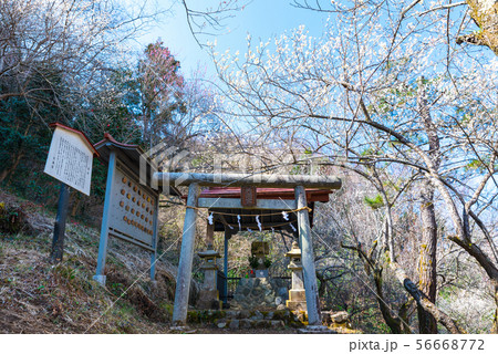 高尾天満宮 天神梅林 高尾梅郷 （東京都八王子市） 2019年3月 56668772